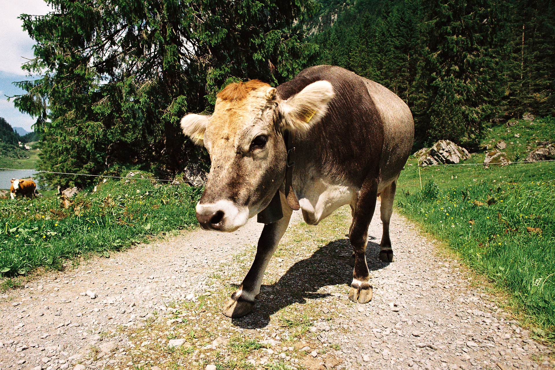 La Suisse entre lacs et montagnes