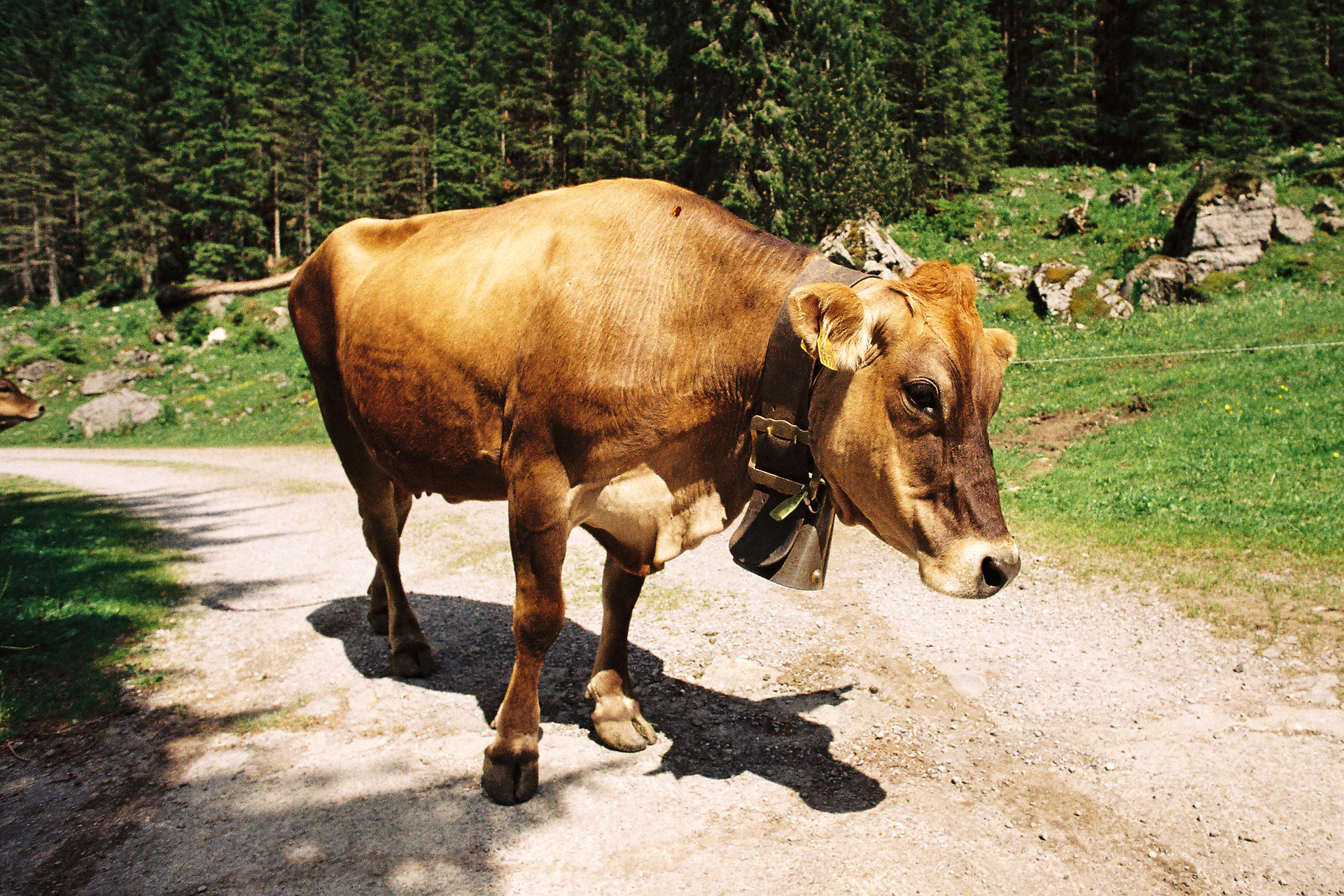 La Suisse entre lacs et montagnes