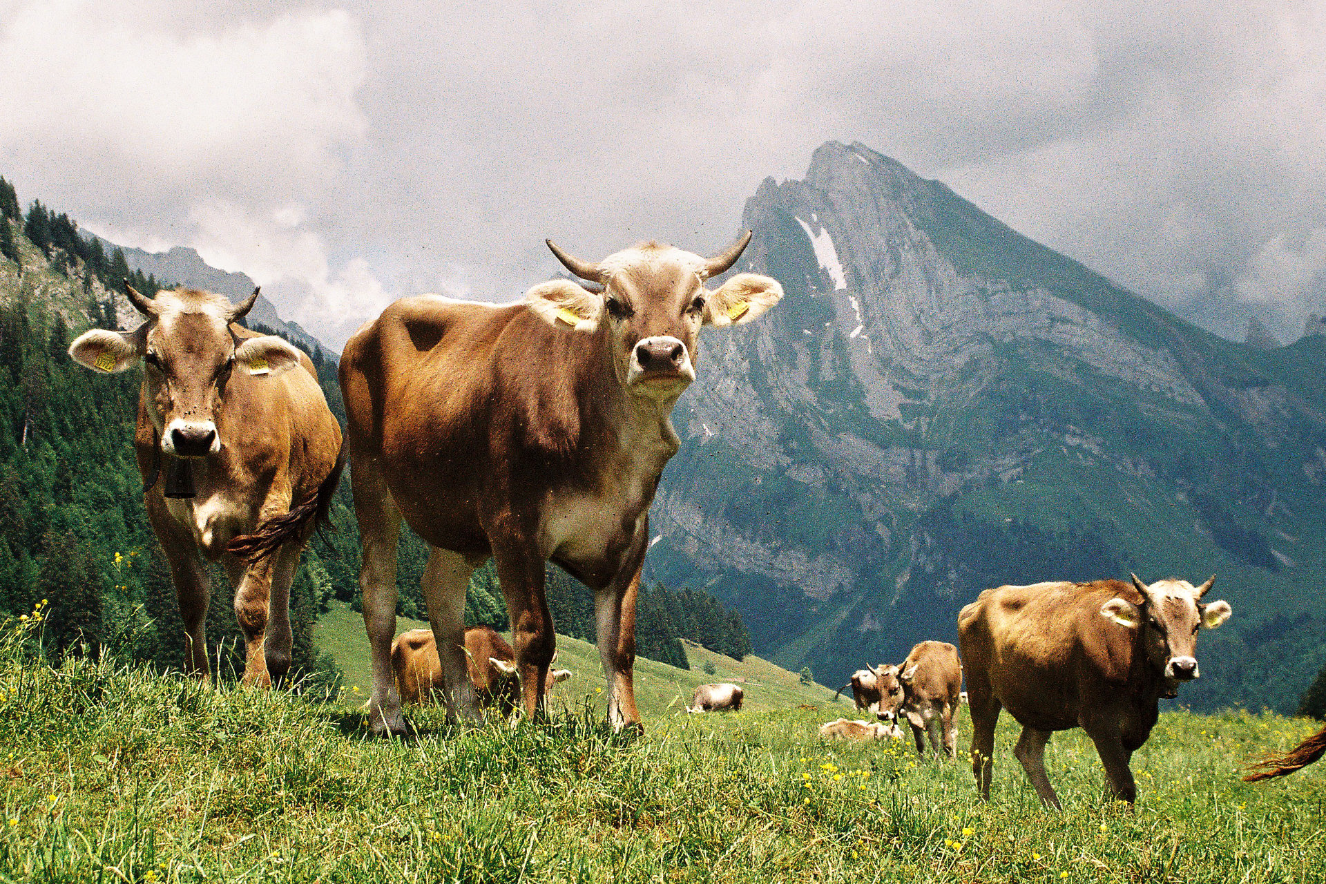 La Suisse entre lacs et montagnes